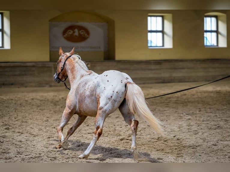 Appaloosa Merrie 9 Jaar 147 cm  in Sveta Ana