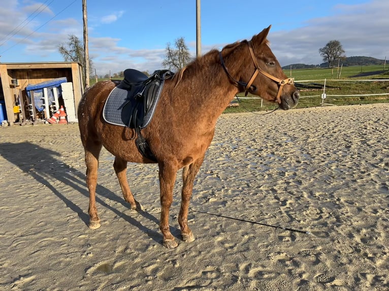 Appaloosa Merrie 9 Jaar 153 cm Vos in Wartberg ob der Aist