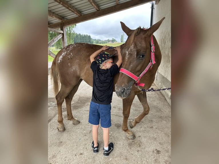 Appaloosa Merrie 9 Jaar 153 cm Vos in Wartberg ob der Aist