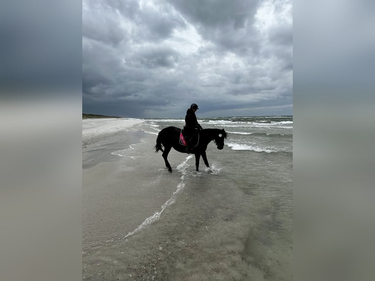 Appaloosa Mix Merrie 9 Jaar 155 cm Donkerbruin in Ziesendorf