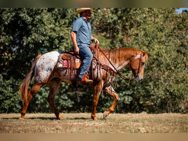 Appaloosa Merrie 9 Jaar 155 cm Donkere-vos in Santa Fe