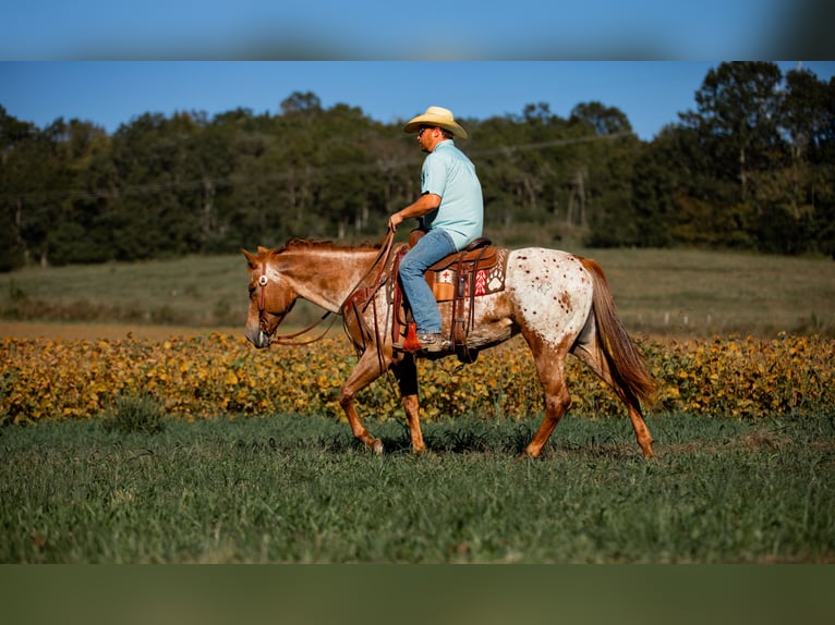 Appaloosa Merrie 9 Jaar 155 cm Donkere-vos in Santa Fe