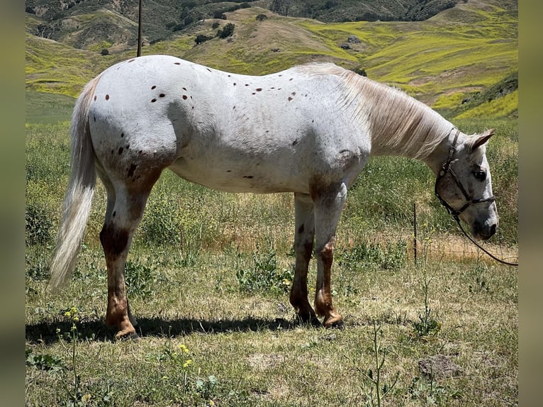 Appaloosa Merrie 9 Jaar Roan-Red in Paicines CA