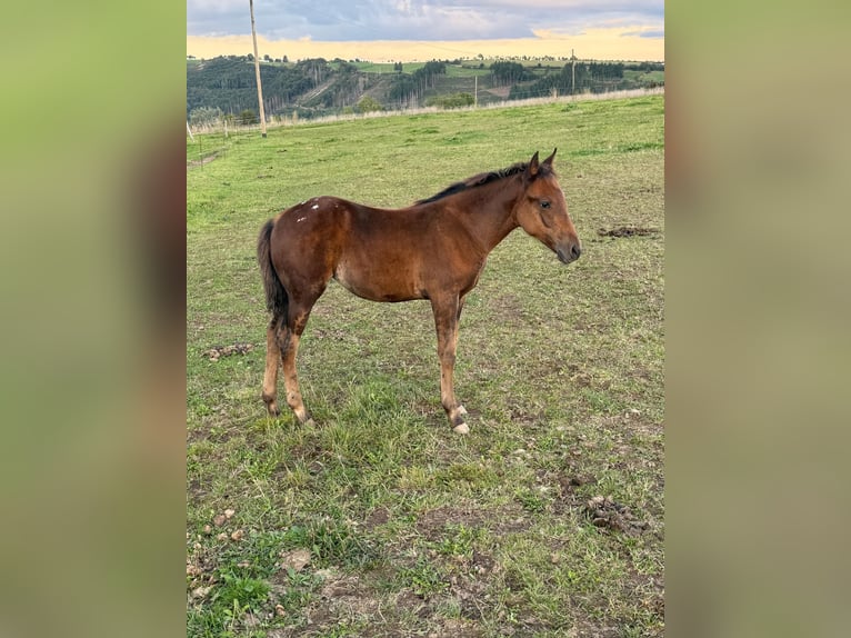 Appaloosa Merrie Veulen (05/2025) 153 cm Bruin in Daleiden