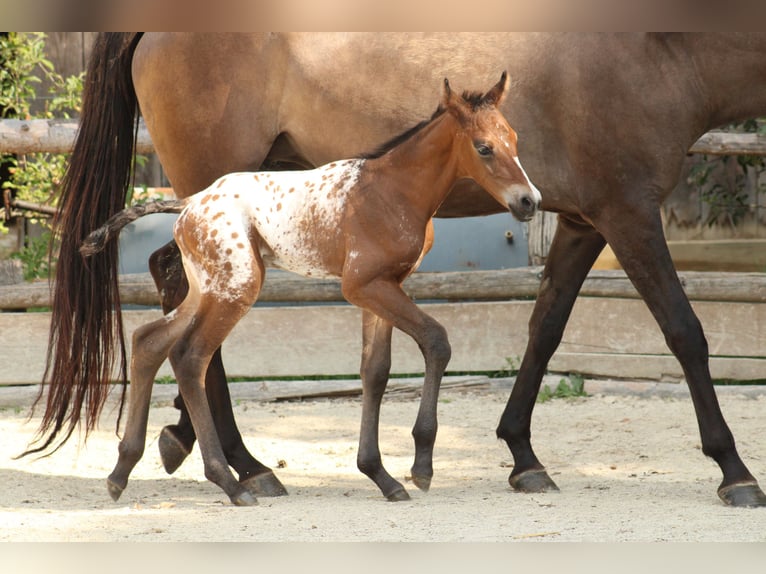Appaloosa Merrie Veulen (05/2026) 155 cm Appaloosa in Globoko