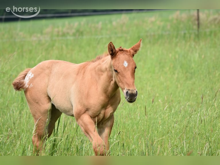 Appaloosa Merrie Veulen (04/2026) 155 cm Buckskin in Neuhausen