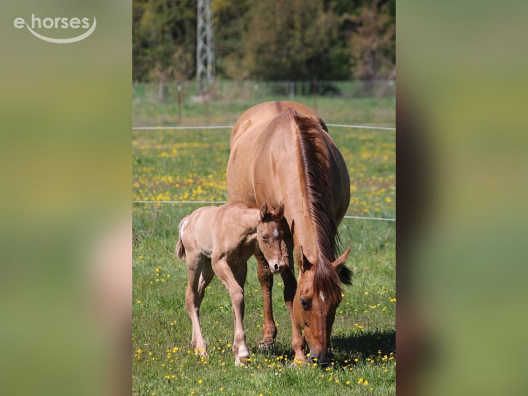 Appaloosa Merrie Veulen (04/2026) 155 cm Buckskin in Neuhausen