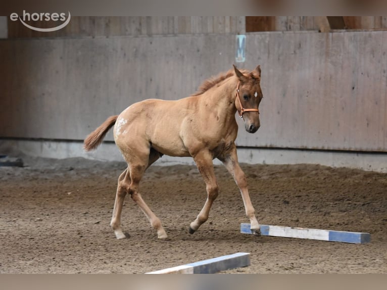 Appaloosa Merrie Veulen (04/2026) 155 cm Buckskin in Neuhausen