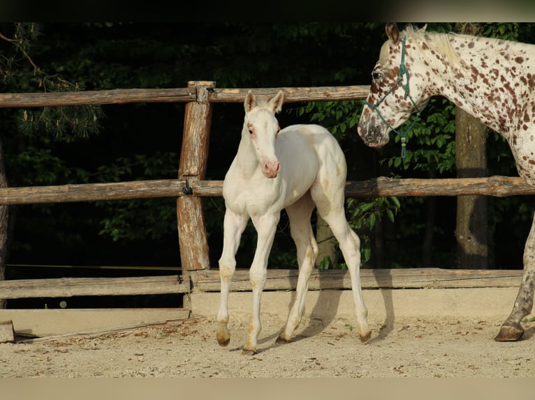 Appaloosa Merrie  155 cm Donkere-vos in Globoko