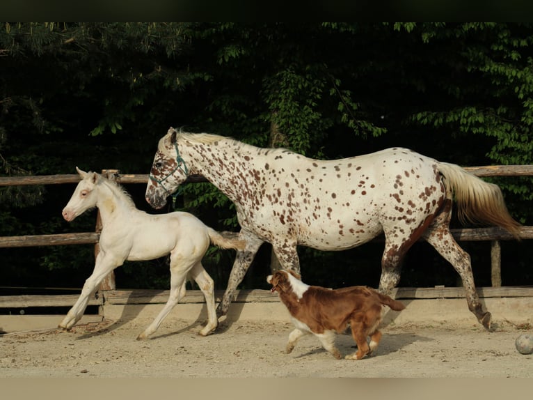 Appaloosa Merrie  155 cm Donkere-vos in Globoko