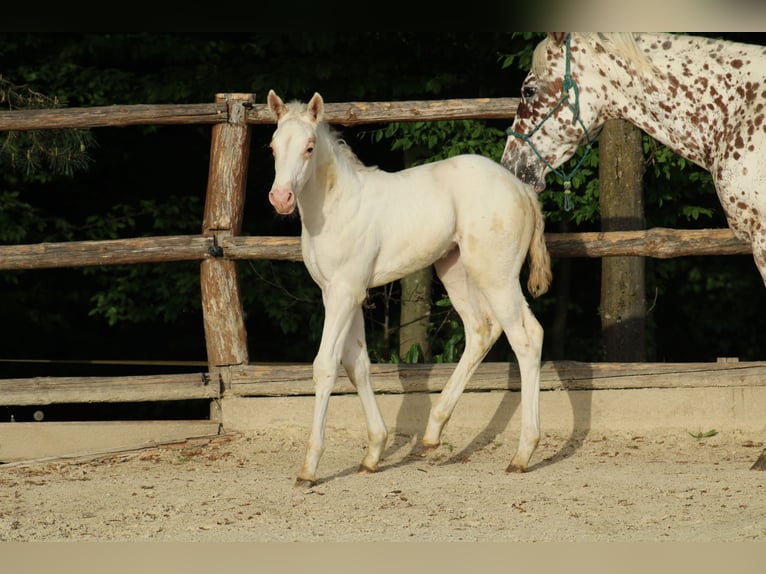 Appaloosa Merrie  155 cm Donkere-vos in Globoko