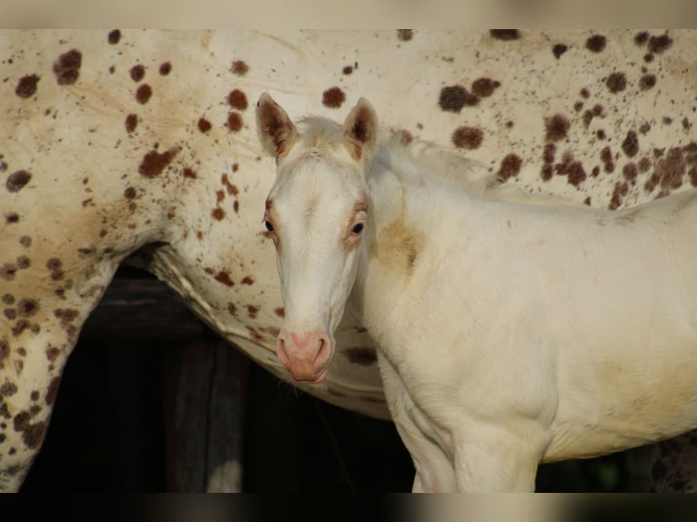 Appaloosa Merrie  155 cm Donkere-vos in Globoko