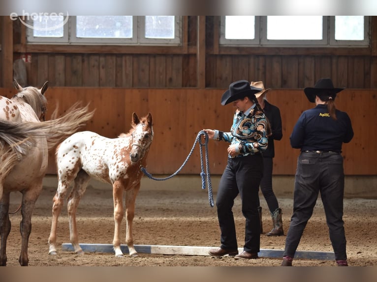 Appaloosa Merrie Veulen (04/2026) 155 cm Donkere-vos in Neuhausen