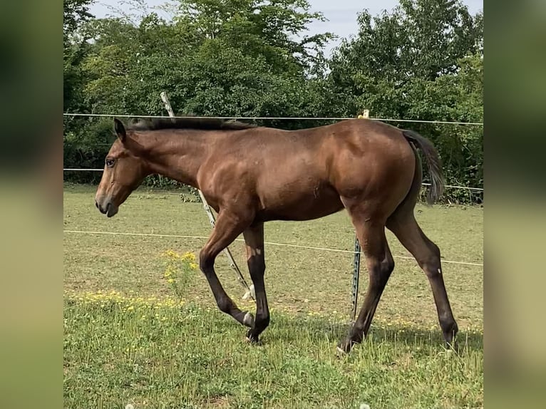 Appaloosa Merrie veulen (04/2024) 155 cm Overo-alle-kleuren in Pappenheim