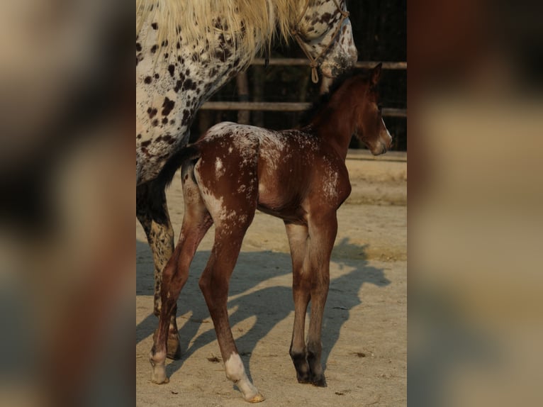Appaloosa Merrie Veulen (03/2026) 155 cm Roodbruin in Globoko