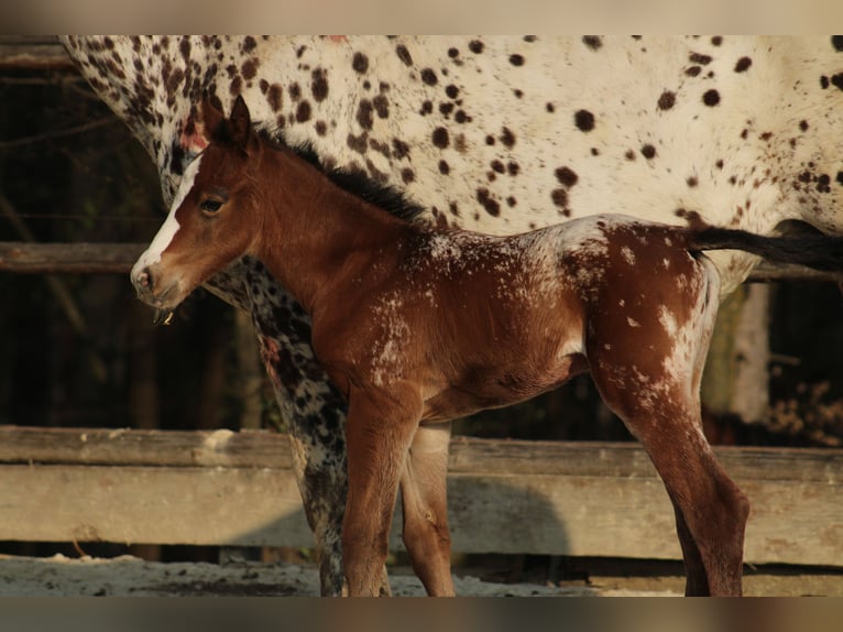 Appaloosa Merrie Veulen (03/2026) 155 cm Roodbruin in Globoko