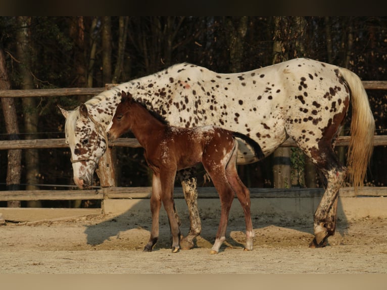 Appaloosa Merrie Veulen (03/2026) 155 cm Roodbruin in Globoko