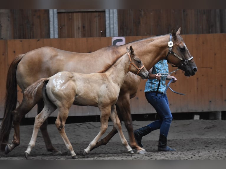 Appaloosa Merrie Veulen (04/2026) 155 cm  in Neuhausen/Spree