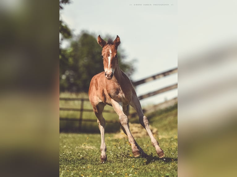 Appaloosa Merrie veulen (06/2024) 156 cm Bruin in St. Marien