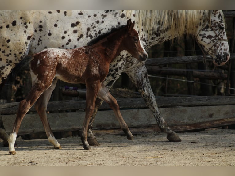 Appaloosa Merrie Veulen (03/2026) 157 cm Appaloosa in Globoko