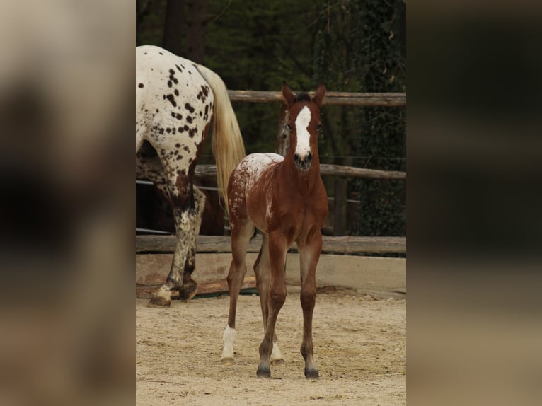 Appaloosa Merrie Veulen (03/2026) 157 cm Appaloosa in Globoko