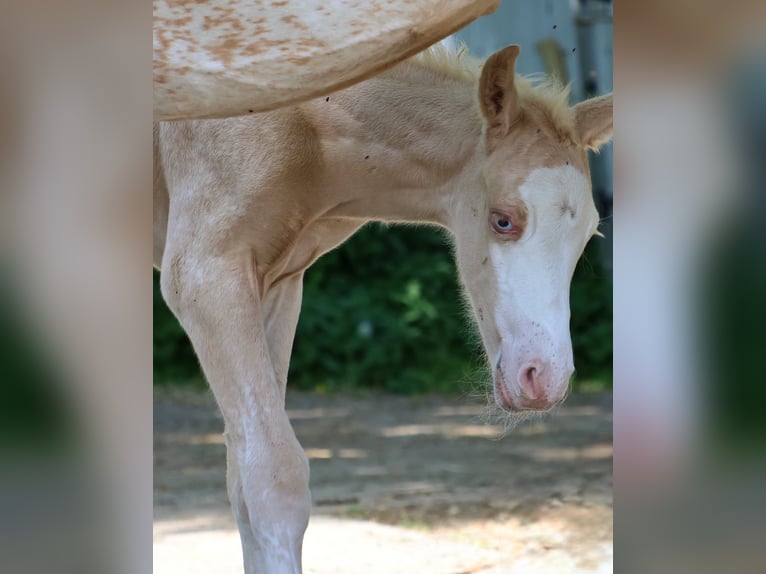 Appaloosa Merrie  160 cm Palomino in Alt Duvenstedt