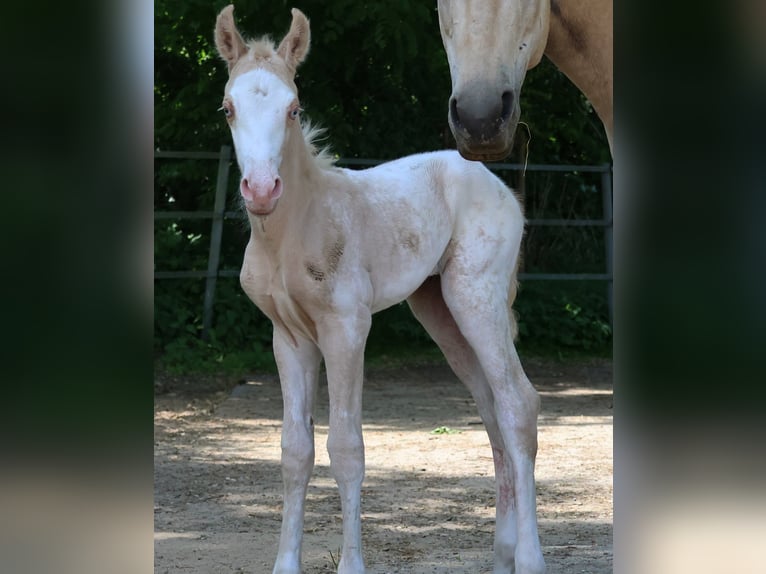 Appaloosa Merrie  160 cm Palomino in Alt Duvenstedt
