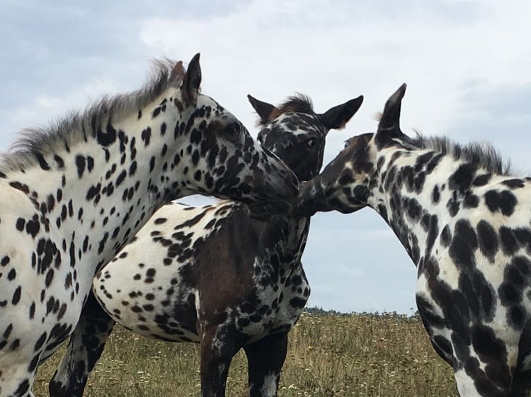 Appaloosa Merrie veulen (04/2024) Appaloosa in Brno