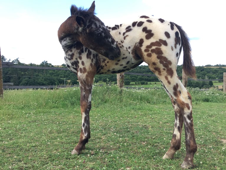 Appaloosa Merrie veulen (04/2024) Appaloosa in Brno