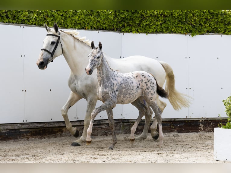 Appaloosa Merrie  Appaloosa in Waddinxveen