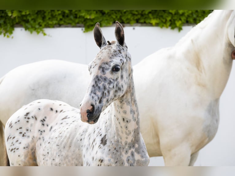 Appaloosa Merrie  Appaloosa in Waddinxveen