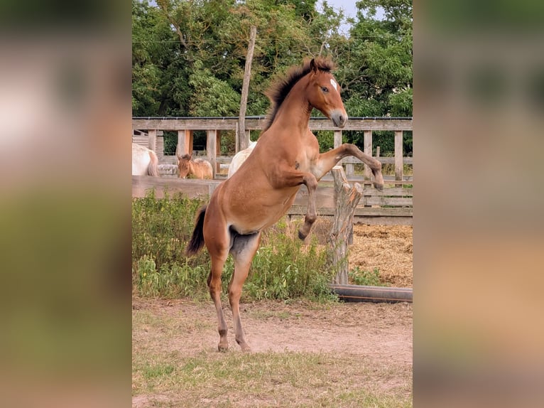 Appaloosa Merrie Veulen (02/2026) Bruin in Jerichow