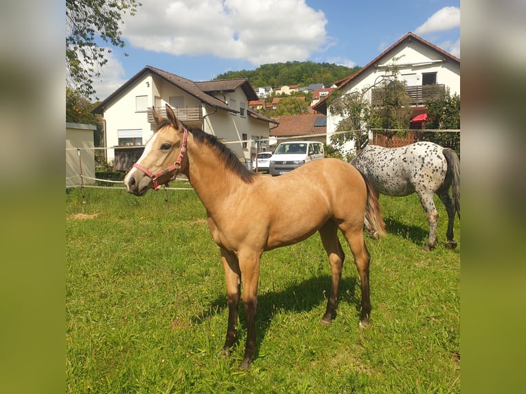 Appaloosa Merrie Veulen (04/2025) Buckskin in Dörzbach Appaloosa Merrie Veulen (04/2025) Buckskin in Dörzbach