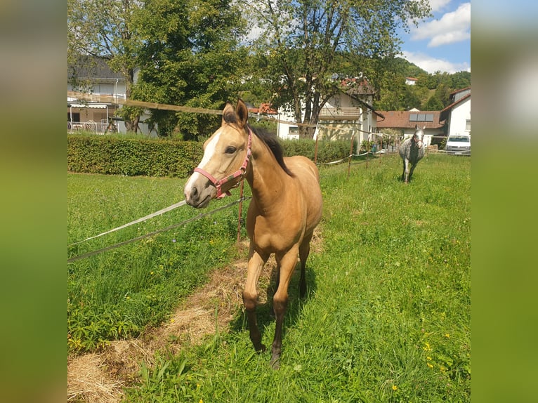 Appaloosa Merrie Veulen (04/2025) Buckskin in Dörzbach Appaloosa Merrie Veulen (04/2025) Buckskin in Dörzbach
