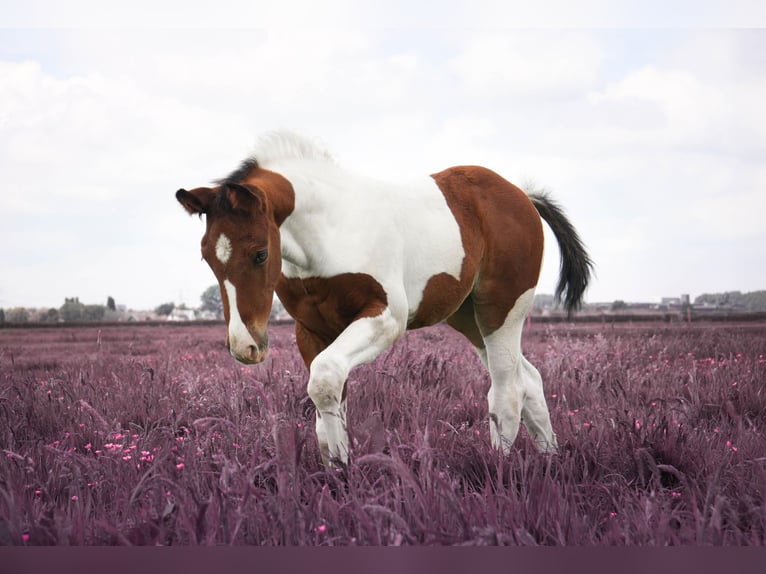 Appaloosa Mix Merrie  Gevlekt-paard in Nieuwerkerk aan den IJssel