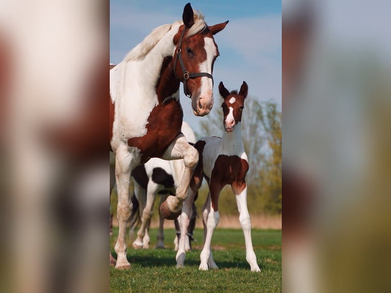 Appaloosa Mix Merrie  Gevlekt-paard in Nieuwerkerk aan den IJssel