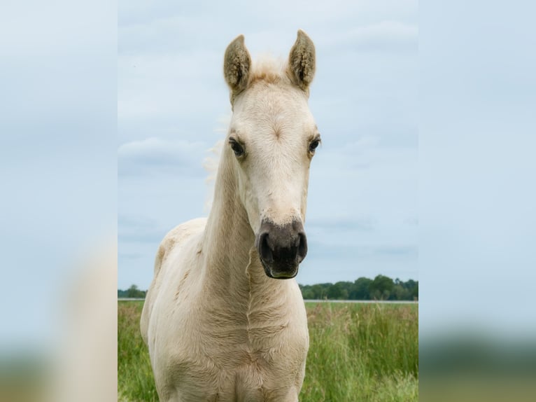 Appaloosa Merrie Veulen (05/2026) Palomino in Friedeburg-Marx