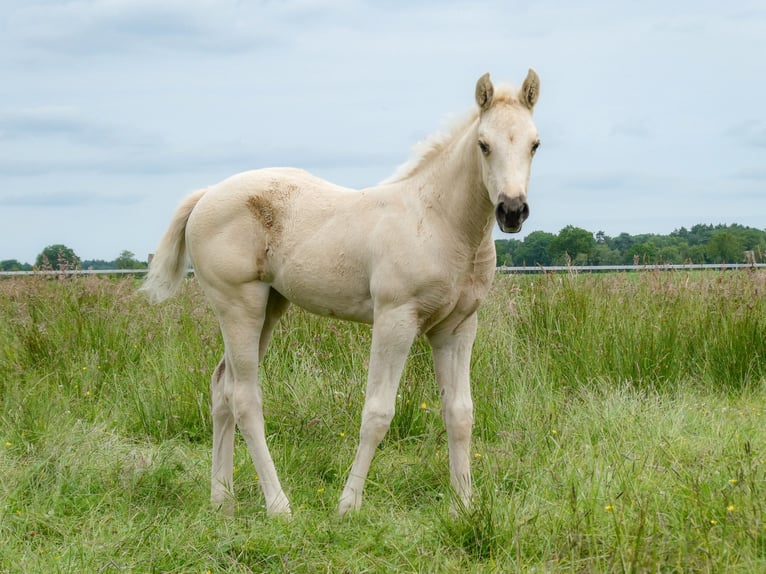 Appaloosa Merrie Veulen (05/2026) Palomino in Friedeburg-Marx