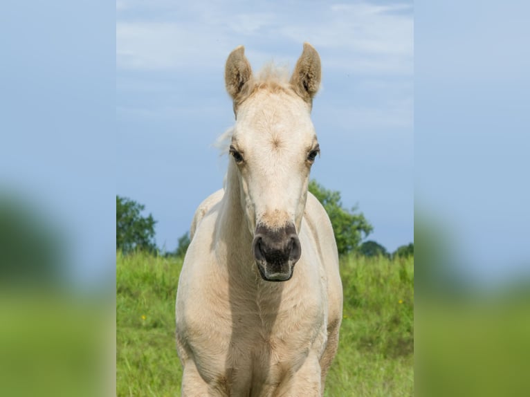 Appaloosa Merrie Veulen (05/2026) Palomino in Friedeburg-Marx