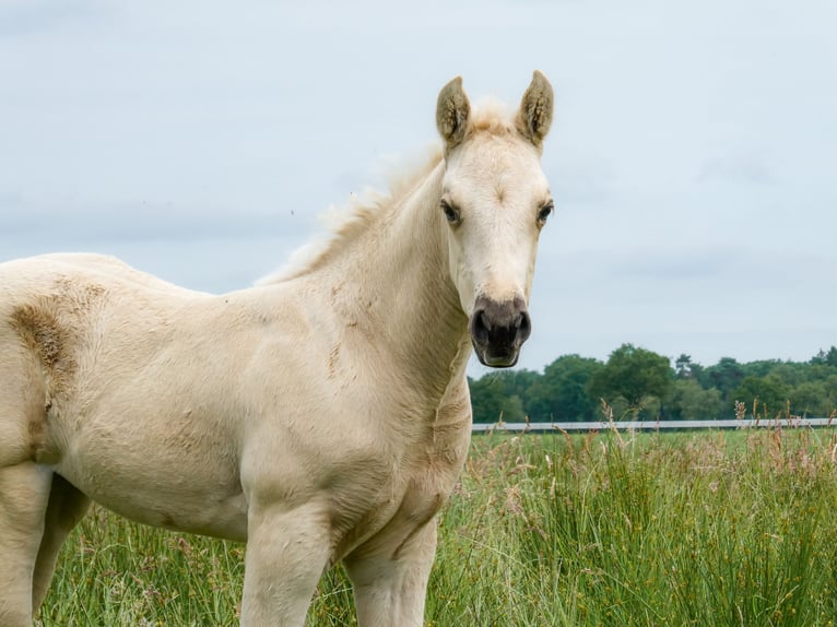 Appaloosa Merrie Veulen (05/2026) Palomino in Friedeburg-Marx
