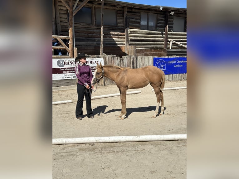 Appaloosa Merrie Veulen (04/2026) Red Dun in Kempfeld