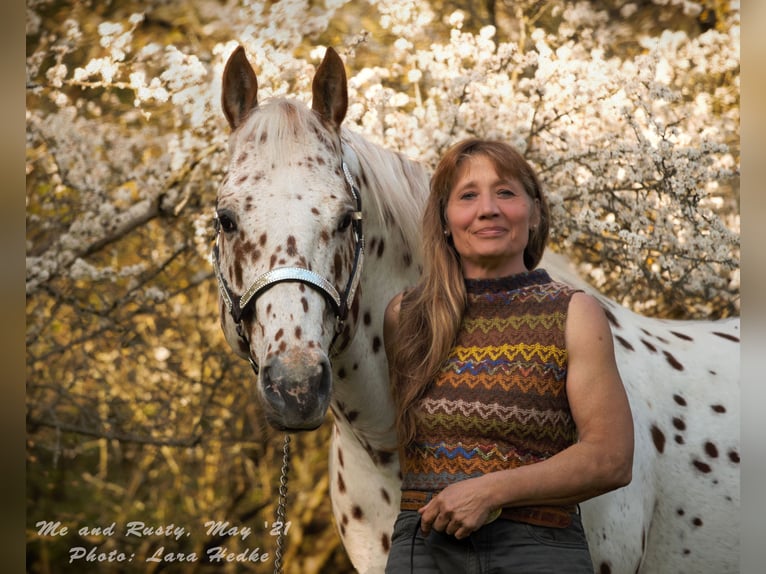 Appaloosa Ogier 14 lat 163 cm Tarantowata in Kirtorf