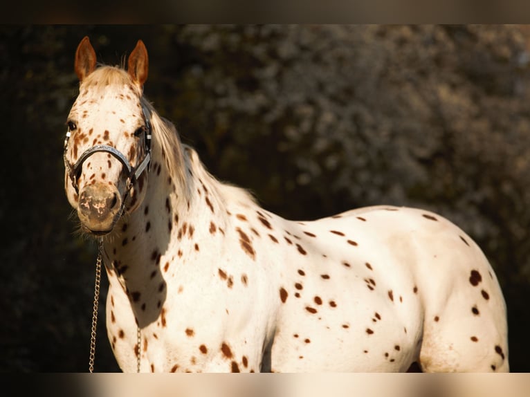 Appaloosa Ogier 14 lat 163 cm Tarantowata in Kirtorf