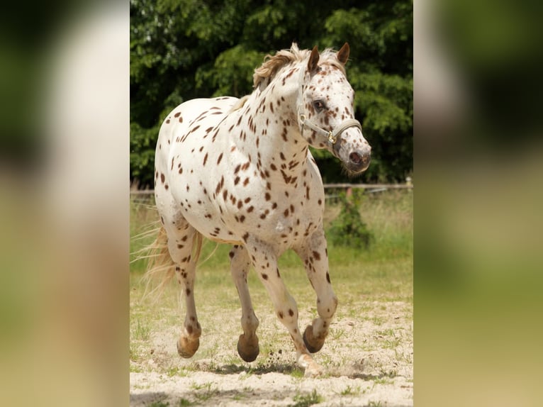Appaloosa Ogier 14 lat 163 cm Tarantowata in Kirtorf