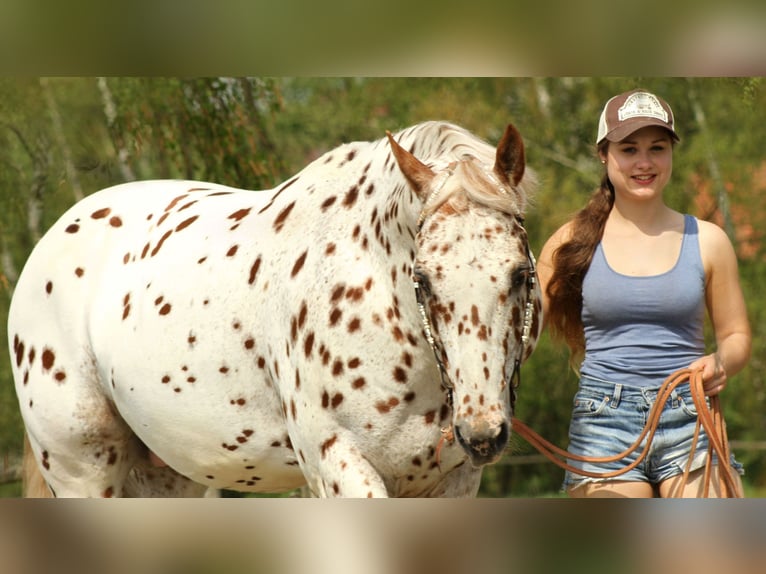 Appaloosa Ogier 14 lat 163 cm Tarantowata in Kirtorf