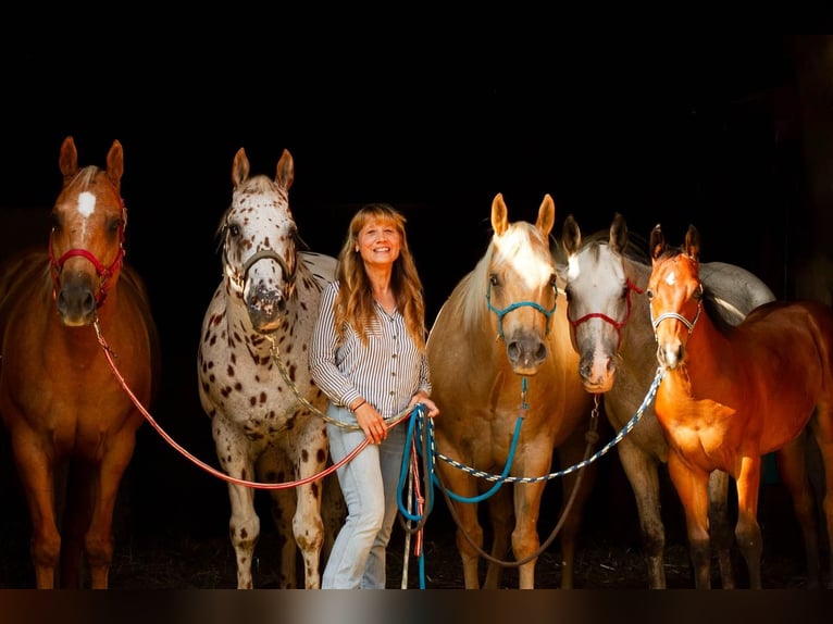 Appaloosa Ogier 14 lat 163 cm Tarantowata in Kirtorf