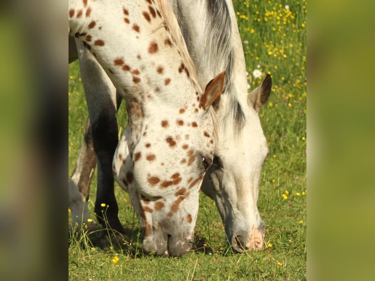Appaloosa Ogier 14 lat 163 cm Tarantowata in Kirtorf