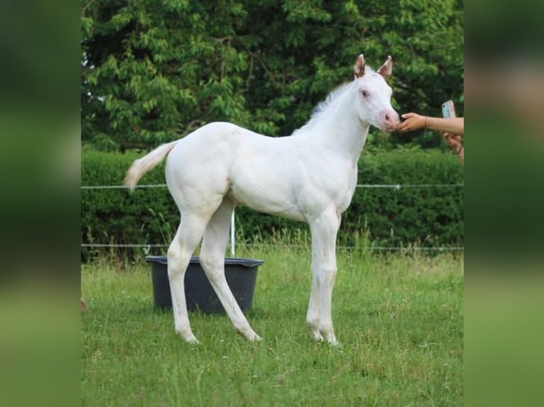 Appaloosa Ogier 14 lat 163 cm Tarantowata in Kirtorf