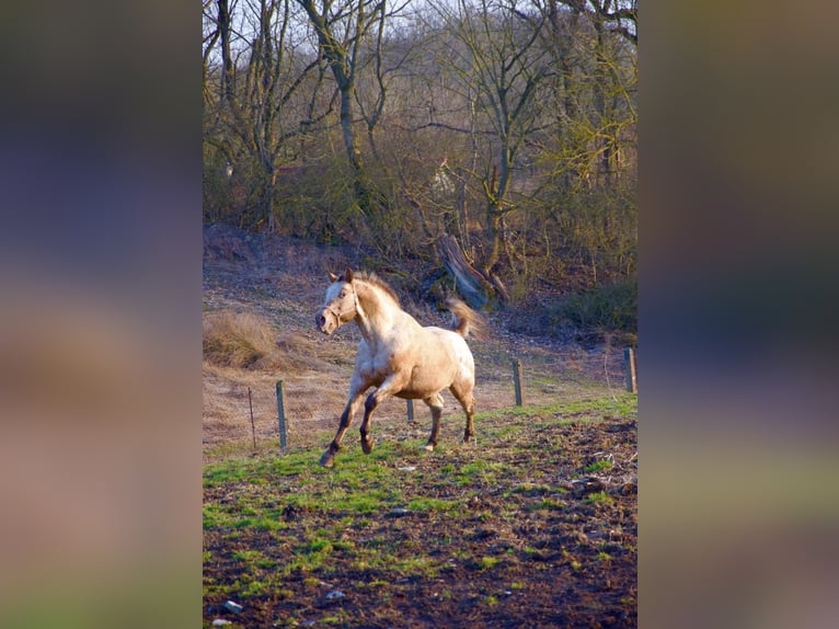 Appaloosa Ogier 15 lat 165 cm Kasztanowatodereszowata in Kaltohmfeld