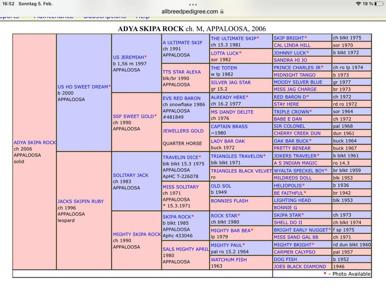Appaloosa Ogier 19 lat 154 cm Formy Brown Falb in Pappenheim